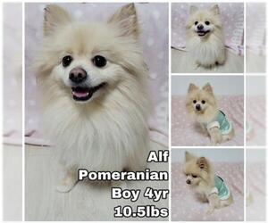 Pomeranian Dogs for adoption in Seattle, WA, USA