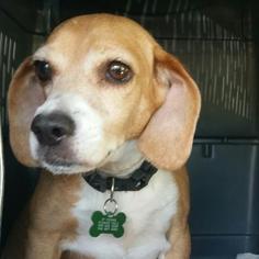 Beagle Dogs for adoption in Hamilton, GA, USA