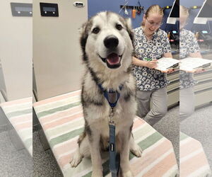 Siberian Husky Dogs for adoption in Severn, MD, USA