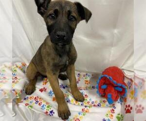 German Shepherd Dog-Unknown Mix Dogs for adoption in Modesto, CA, USA
