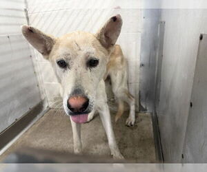 German Shepherd Dog-Unknown Mix Dogs for adoption in San Bernardino, CA, USA