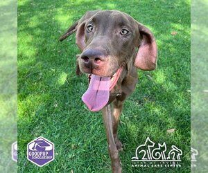 Great Dane-Unknown Mix Dogs for adoption in Irvine, CA, USA