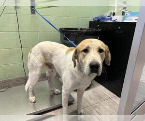 Great Pyrenees-Unknown Mix Dogs for adoption in Grand Prairie, TX, USA