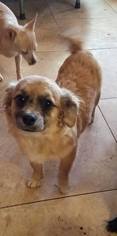 Pominese Dogs for adoption in Napa, CA, USA