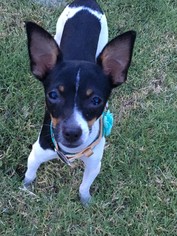 Rat-Cha Dogs for adoption in Altus, OK, USA