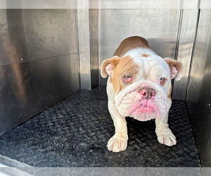 Bulldog Dogs for adoption in Rancho Cucamonga, CA, USA