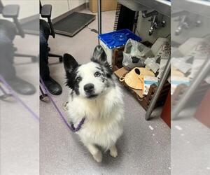 Australian Shepherd Dogs for adoption in Tracy, CA, USA