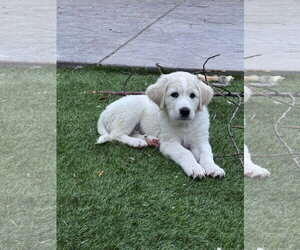 Akbash-Great Pyrenees Mix Dogs for adoption in Denver , CO, USA