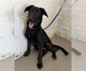 Labrador Retriever-Unknown Mix Dogs for adoption in San Bernardino, CA, USA