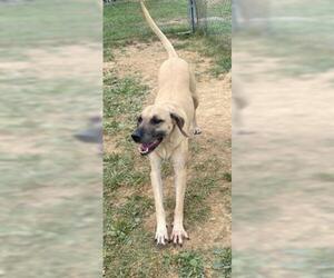 Black Mouth Cur Dogs for adoption in Waterford, VA, USA
