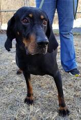 Black and Tan Coonhound Dogs for adoption in Low Moor, VA, USA