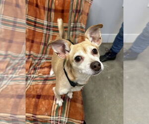 Chihuahua-Unknown Mix Dogs for adoption in Rockaway, NJ, USA