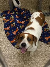 Jack-A-Bee Dogs for adoption in Martinsburg, WV, USA