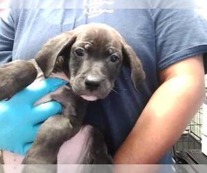 Mutt Dogs for adoption in Tulsa, OK, USA