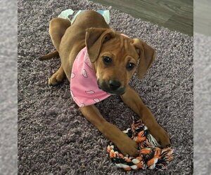 Black Mouth Cur Dogs for adoption in Spring Hill, KS, USA