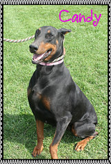 Doberman Pinscher Dogs for adoption in Hillsdale, IN, USA