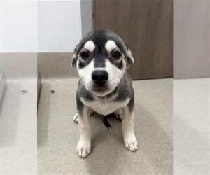 Gerberian Shepsky Dogs for adoption in Baytown, TX, USA