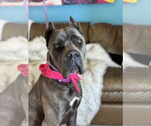 Mutt Dogs for adoption in Goodyear, AZ, USA
