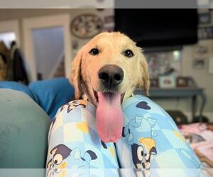 Labrador Retriever-Unknown Mix Dogs for adoption in Clovis, CA, USA