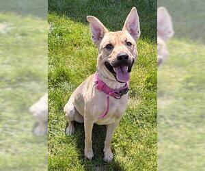 Carolina Dog-German Shepherd Dog Mix Dogs for adoption in Akron, OH, USA