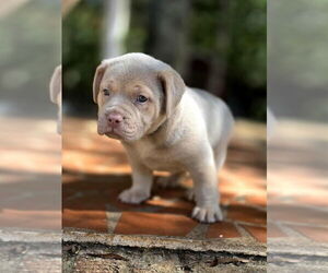 American French Bull Terrier Dogs for adoption in Raleigh, NC, USA