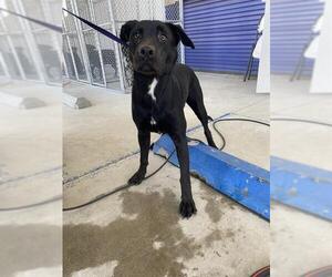 Labrador Retriever Dogs for adoption in Bakersfield, CA, USA