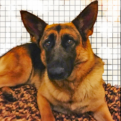 German Shepherd Dog Dogs for adoption in Clifton Forge, VA, USA
