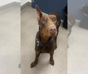 Doberman Pinscher Dogs for adoption in HESPERIA, CA, USA