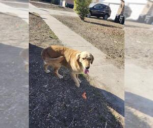 Golden Retriever-Unknown Mix Dogs for adoption in San Antonio, TX, USA