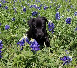 Boxador Dogs for adoption in Forreston, TX, USA