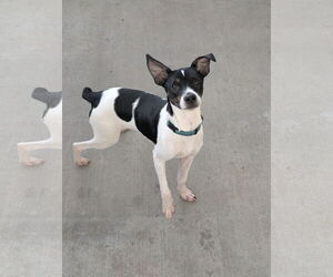 Rat Terrier-Unknown Mix Dogs for adoption in Oakhurst, NJ, USA