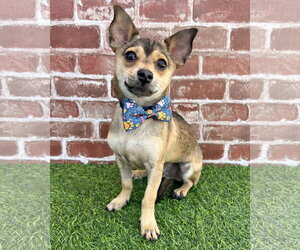 Mutt Dogs for adoption in Corona, CA, USA