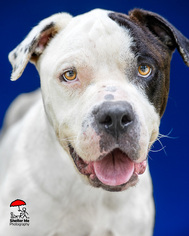 American Bulldog Dogs for adoption in Lafayette, LA, USA