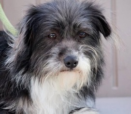 View Ad Norfolk Terrier Shih Tzu Mix Dog For Adoption Near Pennsylvania Yardley Usa Adn