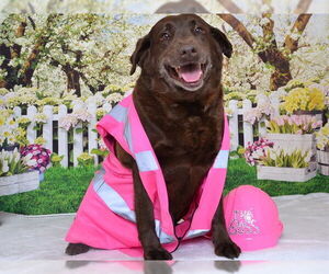 Labrador Retriever-Unknown Mix Dogs for adoption in Oroville, CA, USA