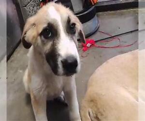 Anatolian Shepherd Dogs for adoption in Tulsa, OK, USA