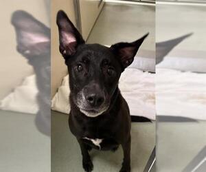 Labrador Retriever-Unknown Mix Dogs for adoption in Placerville, CA, USA