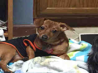 Chiweenie Dogs for adoption in Canfield, OH, USA