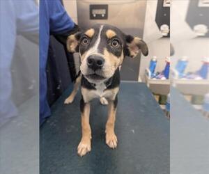 Labrador Retriever-Unknown Mix Dogs for adoption in Mobile, AL, USA