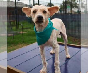 Mutt Dogs for adoption in San Antonio, TX, USA