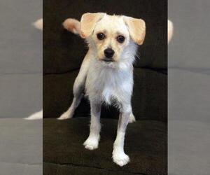 Jack Russell Terrier Dogs for adoption in Waco, TX, USA