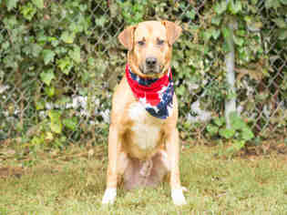 Shepradors Dogs for adoption in Murfreesboro, TN, USA