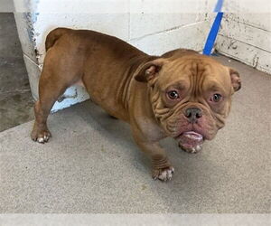 Bulldog-Unknown Mix Dogs for adoption in San Bernardino, CA, USA
