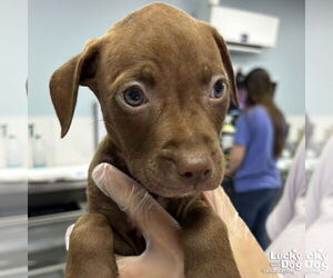Labrador Retriever-Retriever Mix Dogs for adoption in Washington, DC, USA