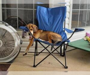 Beagle Dogs for adoption in Mobile, AL, USA
