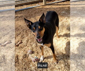 Mutt Dogs for adoption in Granbury, TX, USA