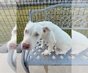 American Pit Bull Terrier-Unknown Mix Dogs for adoption in Corpus Christi, TX, USA