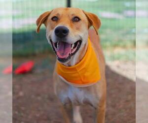 Labrador Retriever-Unknown Mix Dogs for adoption in San Antonio, TX, USA
