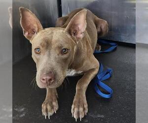 Mutt Dogs for adoption in San Antonio, TX, USA