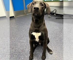 Labrador Retriever-Unknown Mix Dogs for adoption in Anchorage, AK, USA